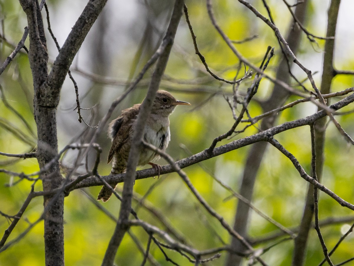 House Wren - Nancy Schutt