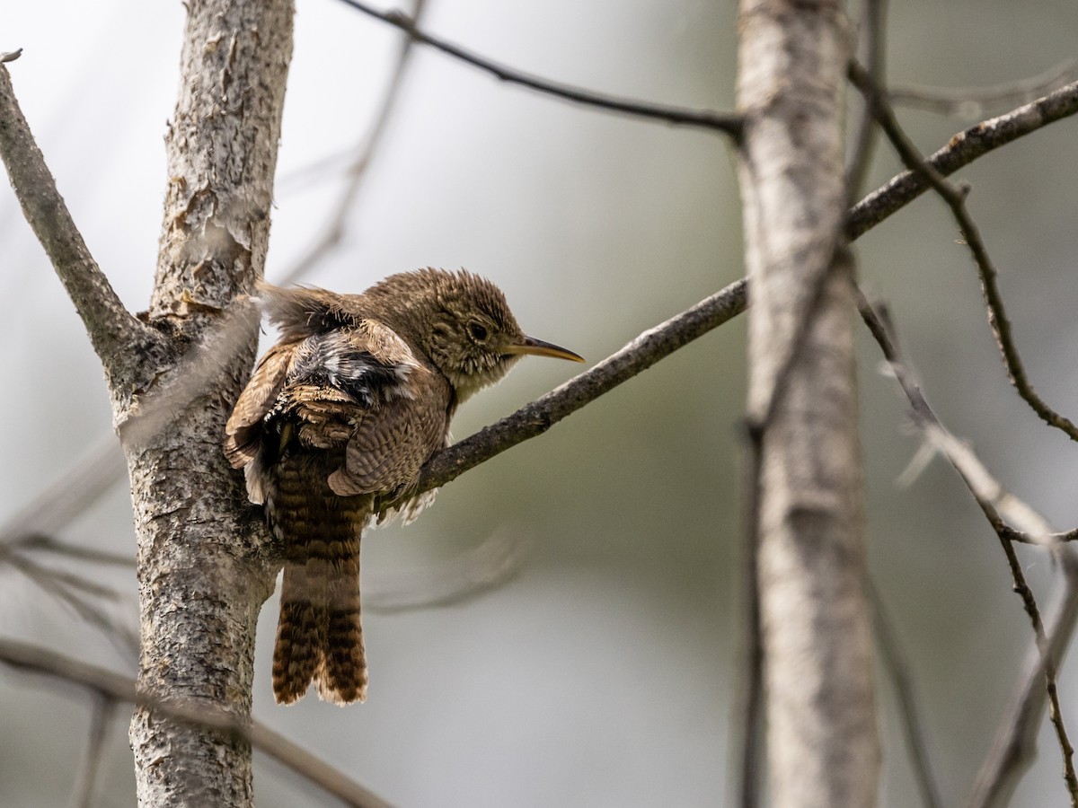 House Wren - Nancy Schutt