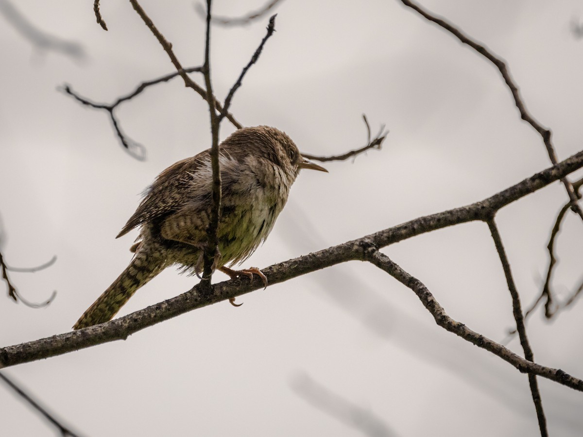 House Wren - Nancy Schutt