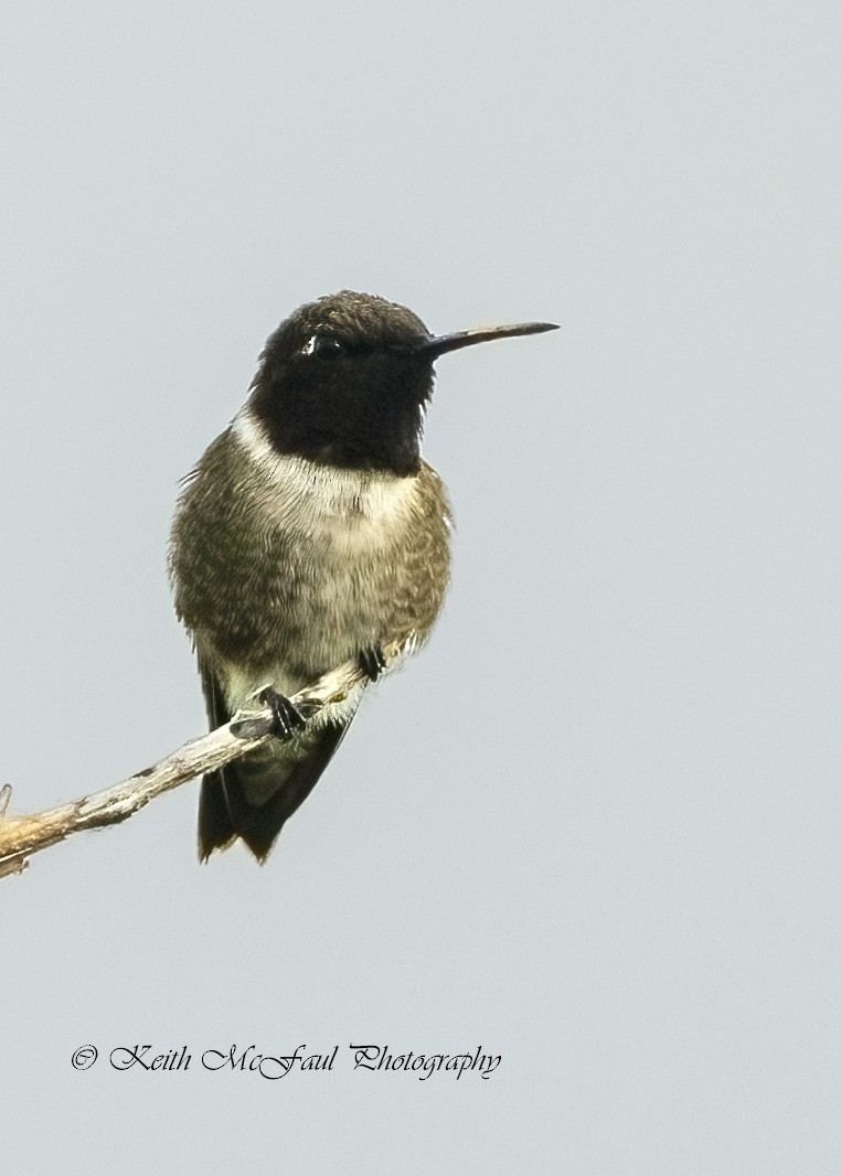 Black-chinned Hummingbird - Keith McFaul