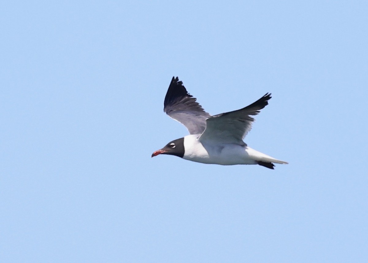 Laughing Gull - Betsy Staples