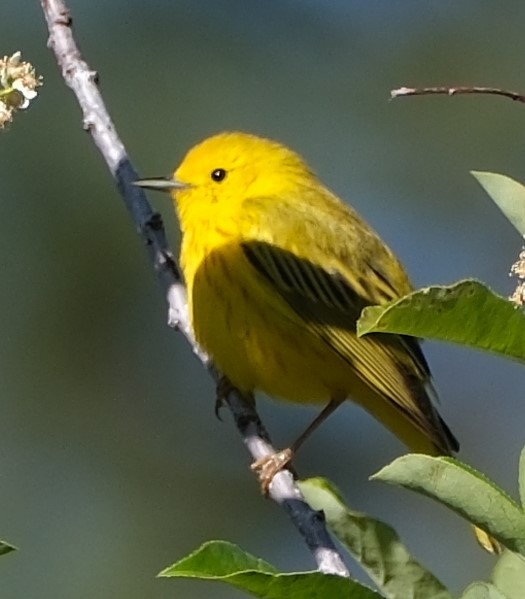 Yellow Warbler - Lori Bellis