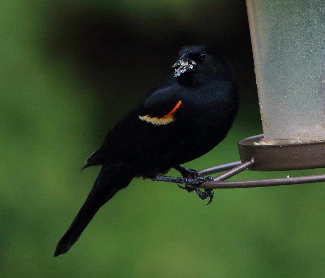 Red-winged Blackbird - Breck Breckenridge