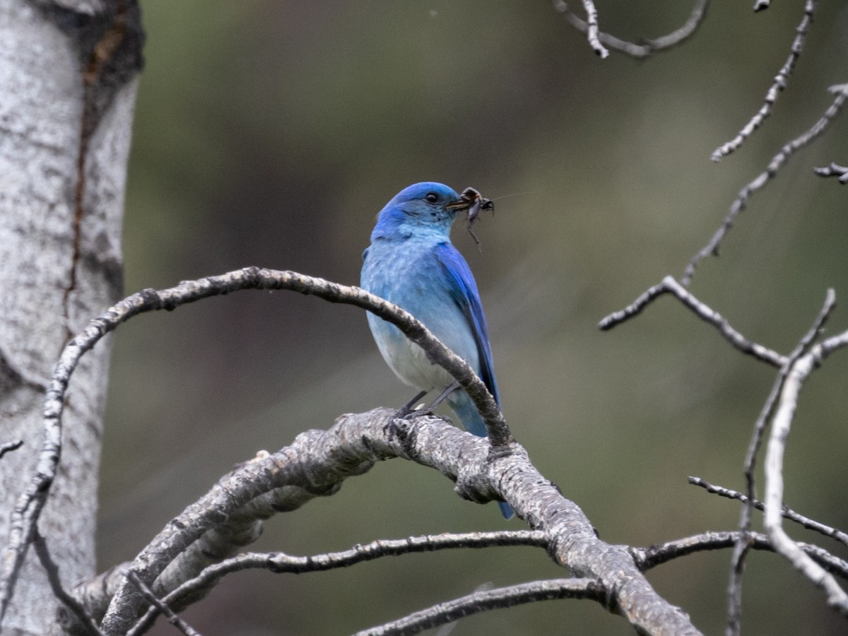 Mountain Bluebird - Nancy Schutt