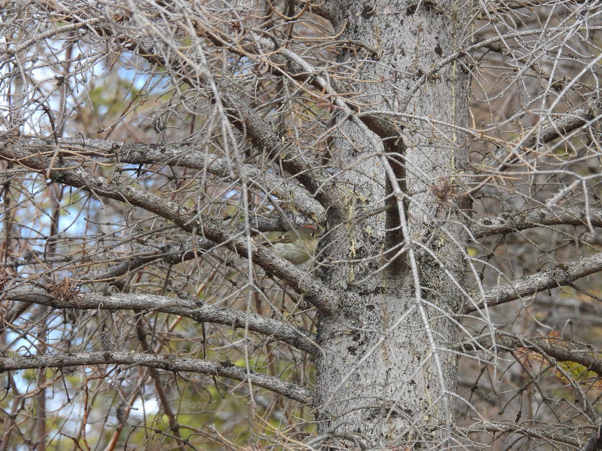 Ruby-crowned Kinglet - Lara Fitzpatrick