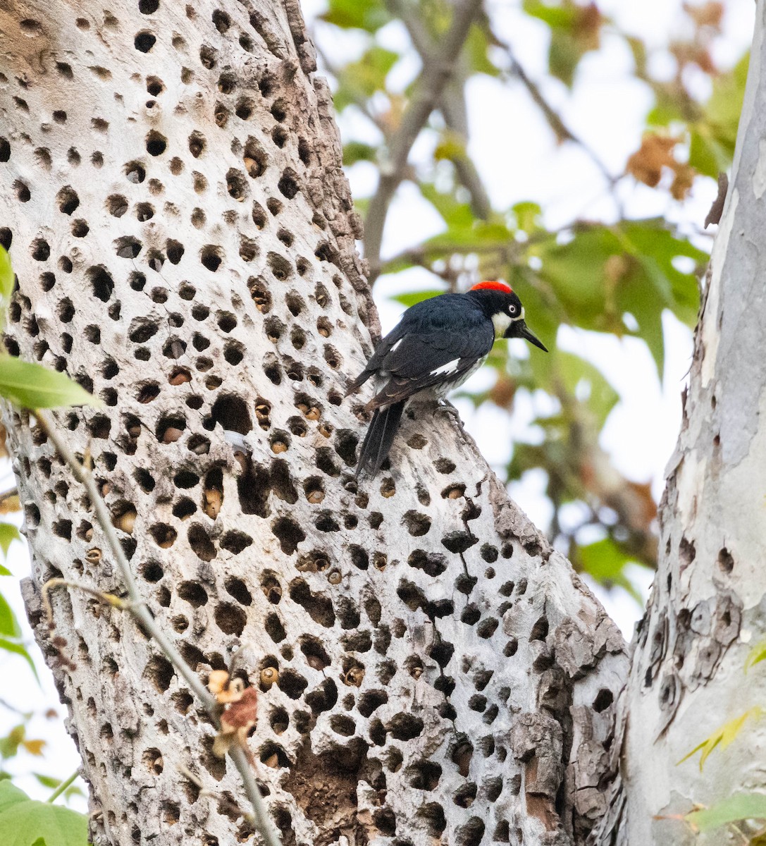 Acorn Woodpecker - Timothy Aarons