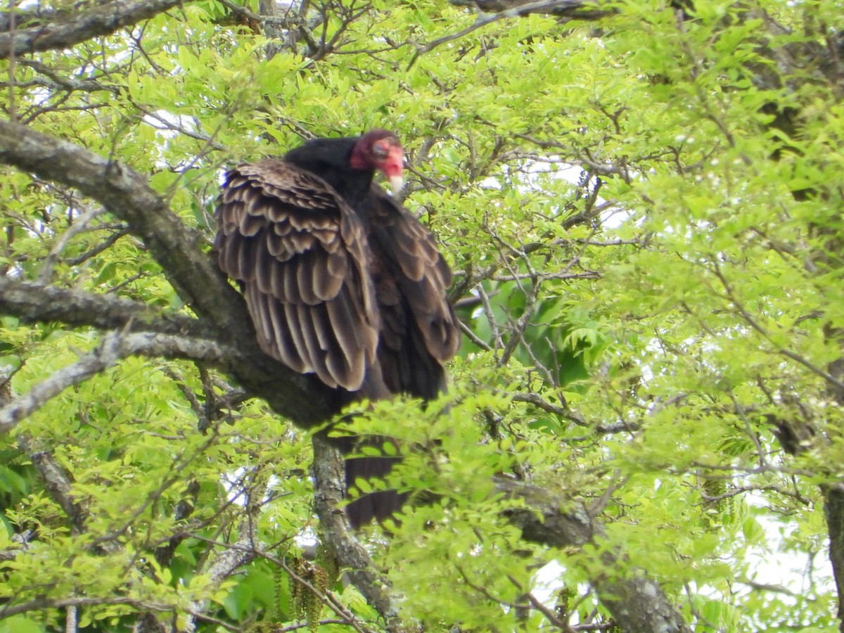 Turkey Vulture - kath osullivan