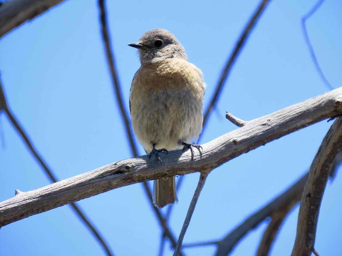 Western Bluebird - karen pinckard