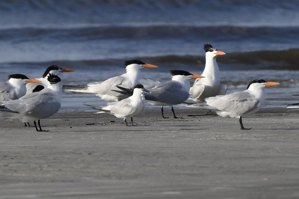 Sandwich Tern - James White