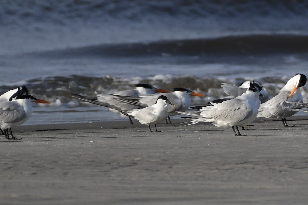 Sandwich Tern - James White