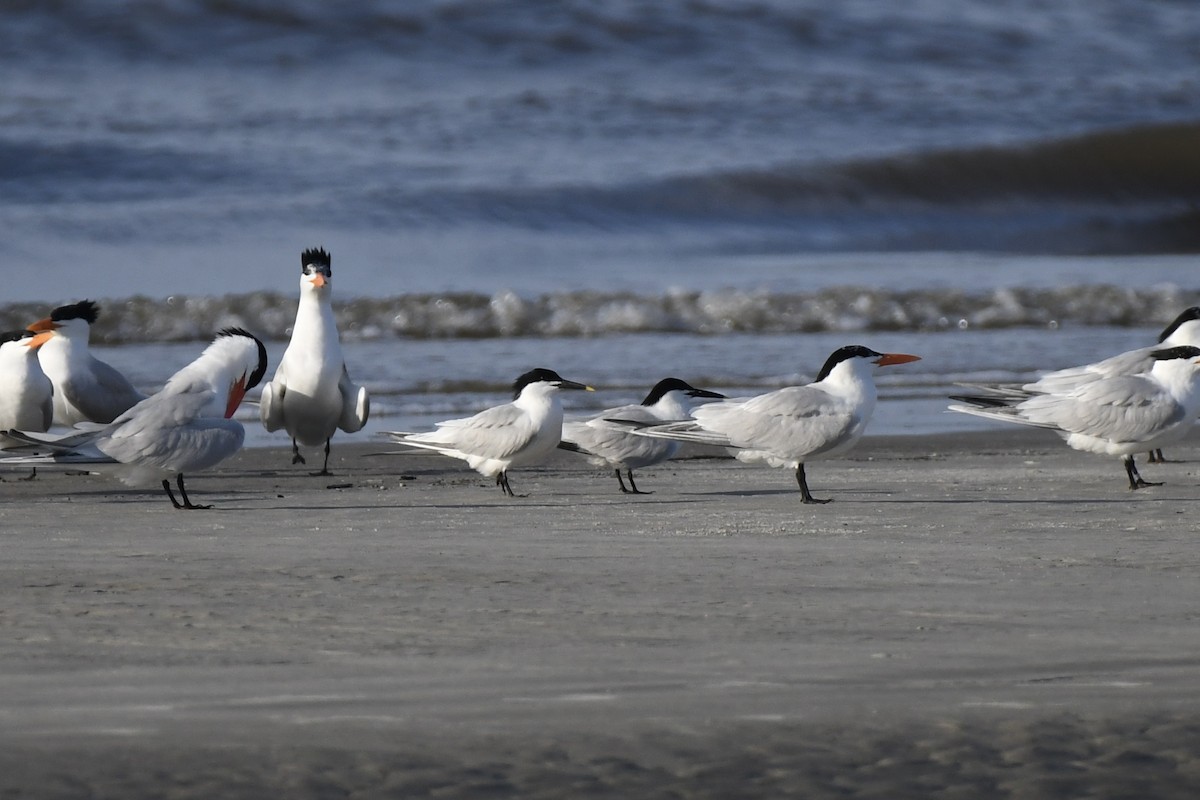 Sandwich Tern - James White