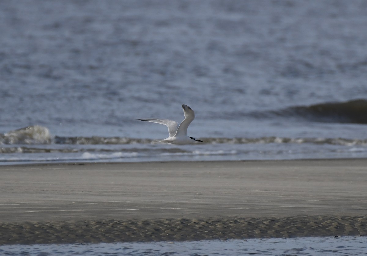 Sandwich Tern - James White