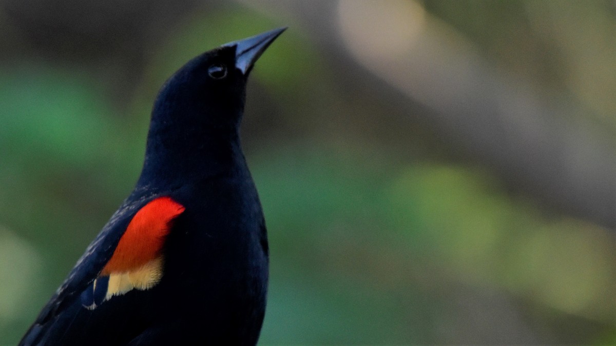 Red-winged Blackbird - Glenda Boyer-Herron