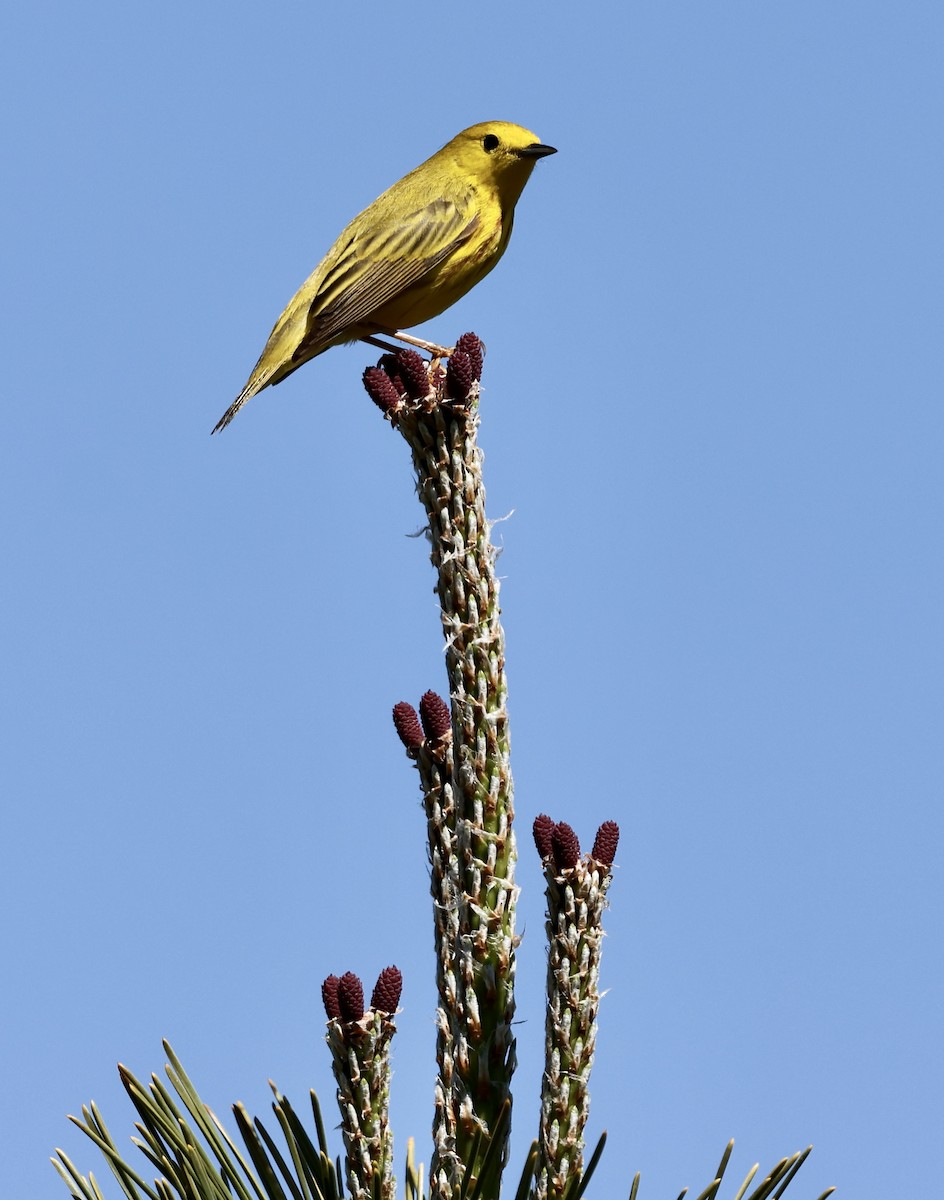 Yellow Warbler - Lisa Goodwin