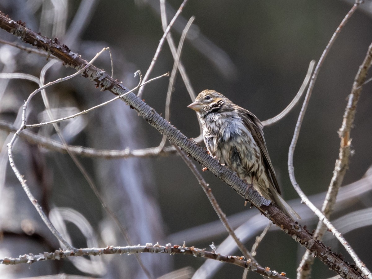 Cassin's Finch - Nancy Schutt