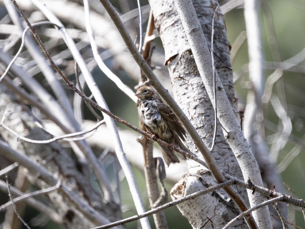 Cassin's Finch - Nancy Schutt