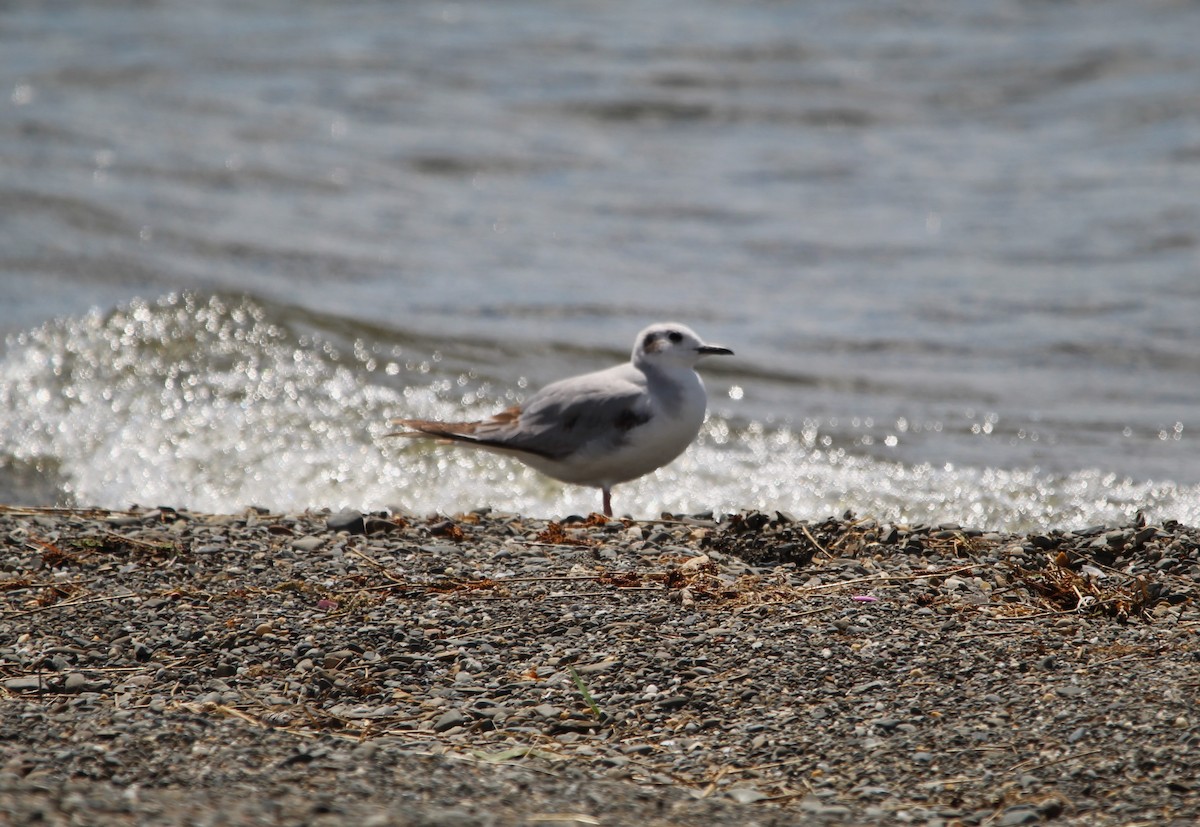 Bonaparte's Gull - ML619598737