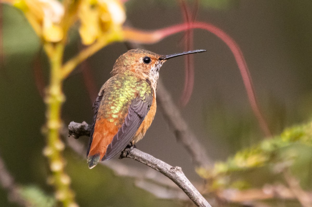 Allen's Hummingbird - Timothy Aarons