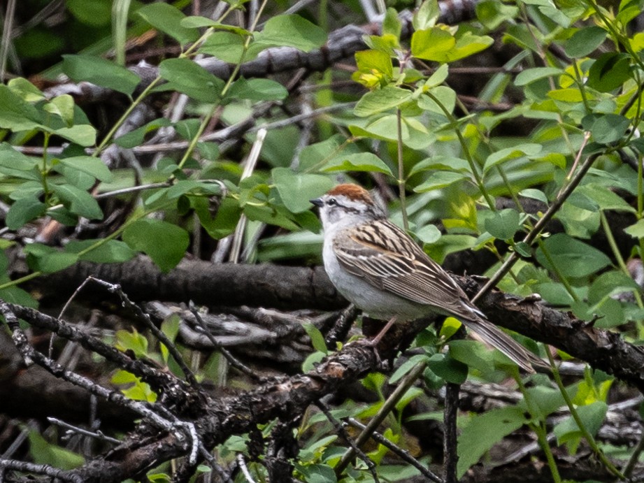 Chipping Sparrow - Nancy Schutt