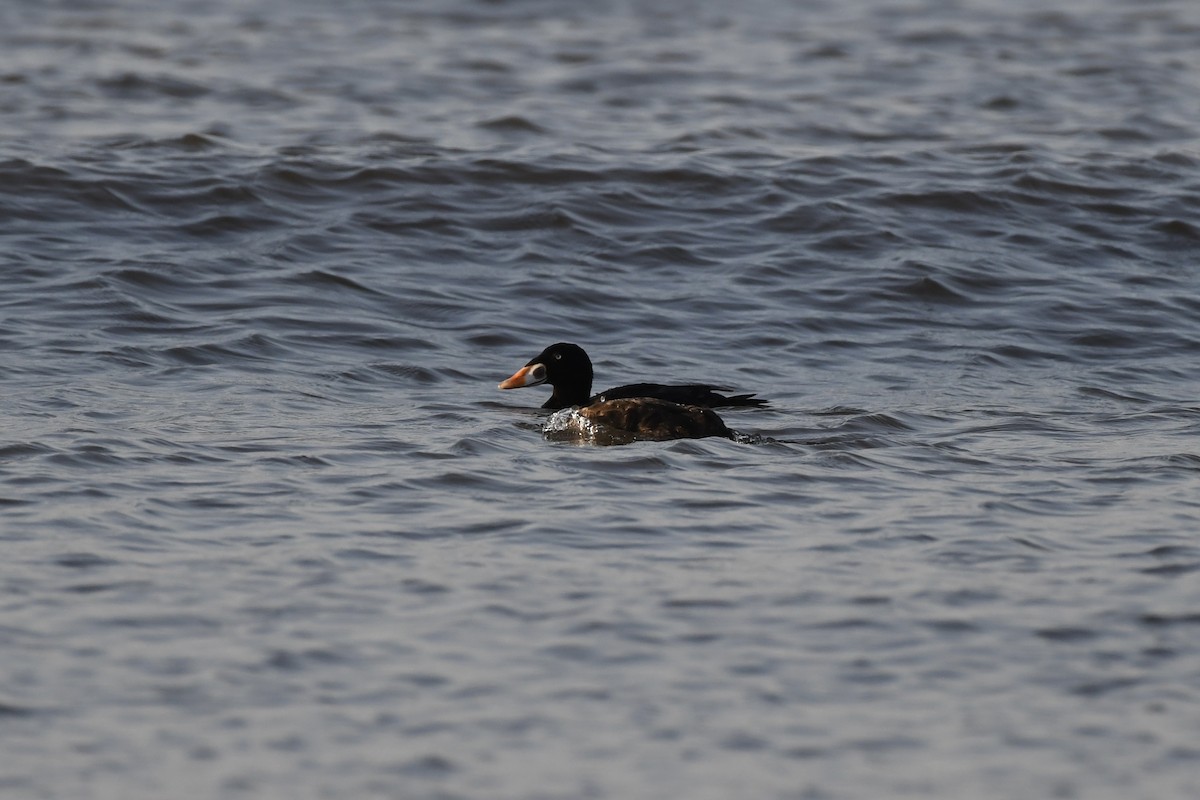 Surf Scoter - ML619598749