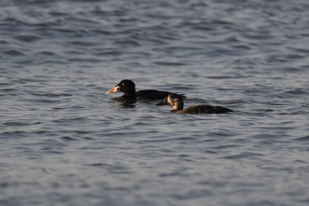 Surf Scoter - ML619598751