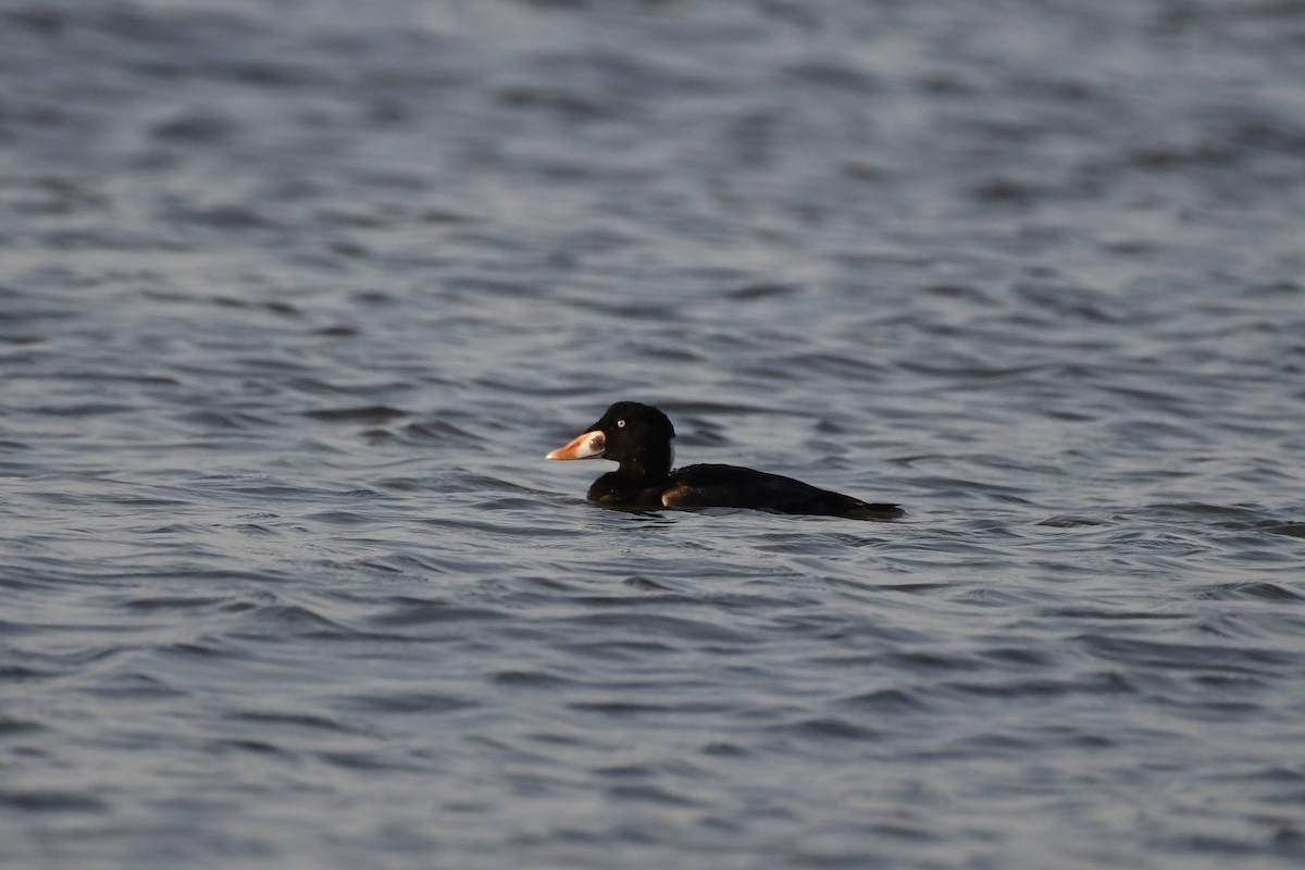 Surf Scoter - ML619598754