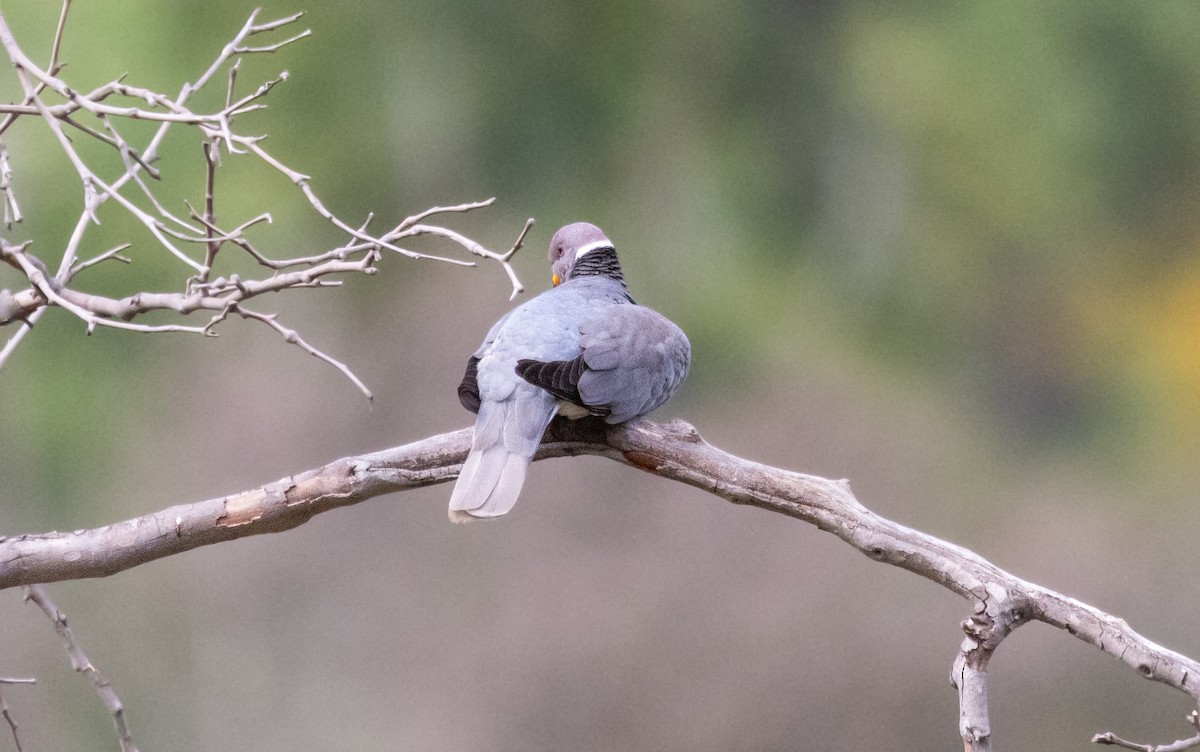 Band-tailed Pigeon - Timothy Aarons