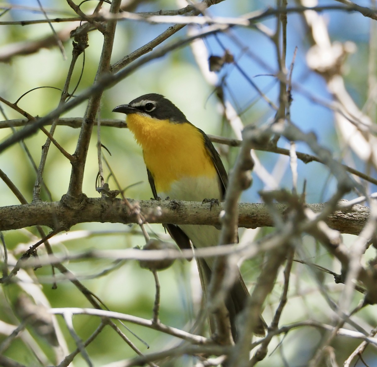 Yellow-breasted Chat - Bob Nieman