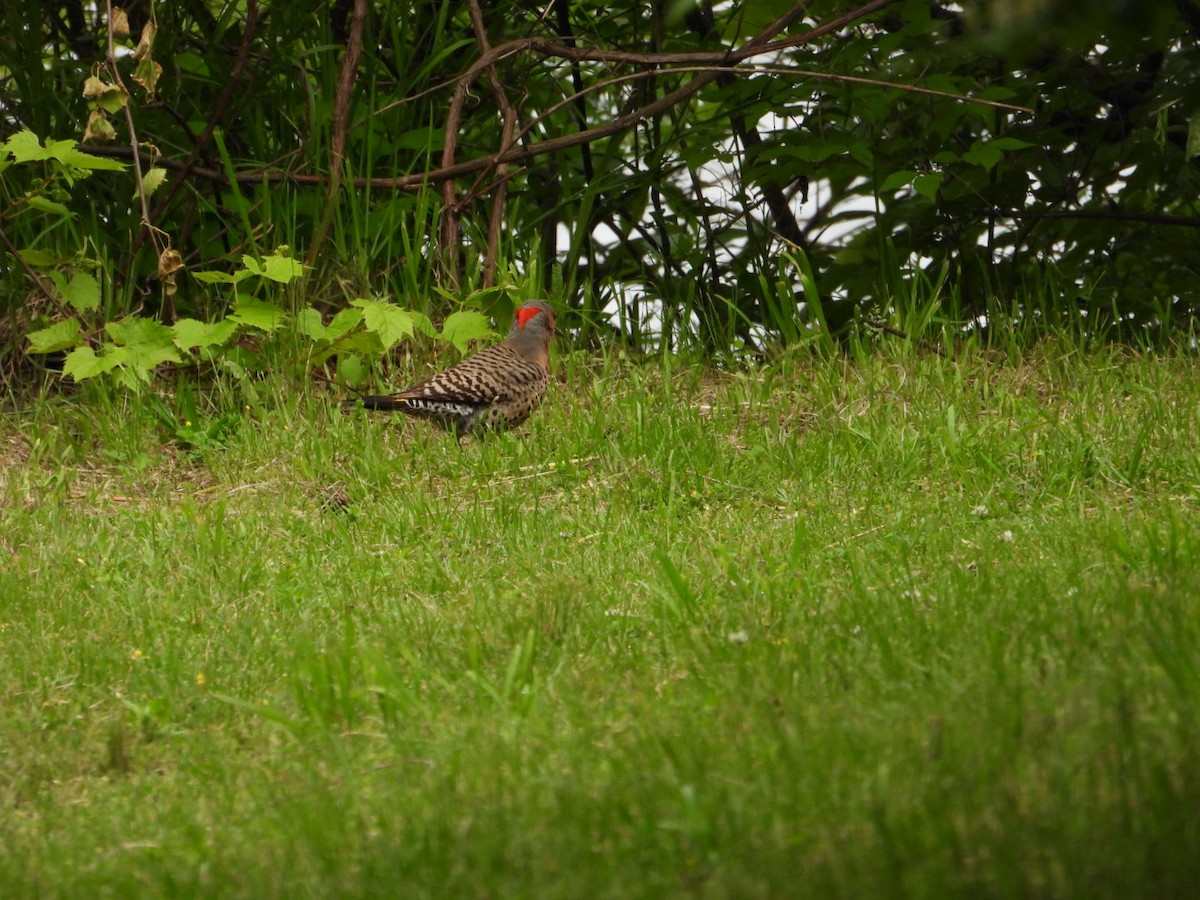 Northern Flicker - ML619598759