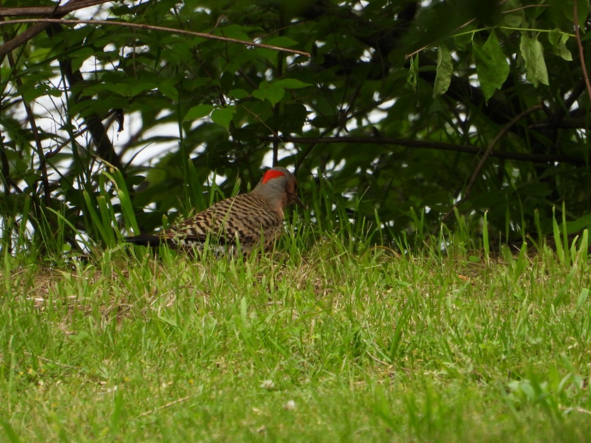 Northern Flicker - ML619598760