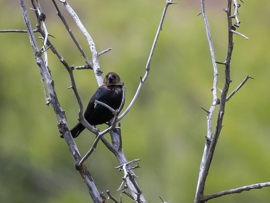 Brown-headed Cowbird - Nancy Schutt