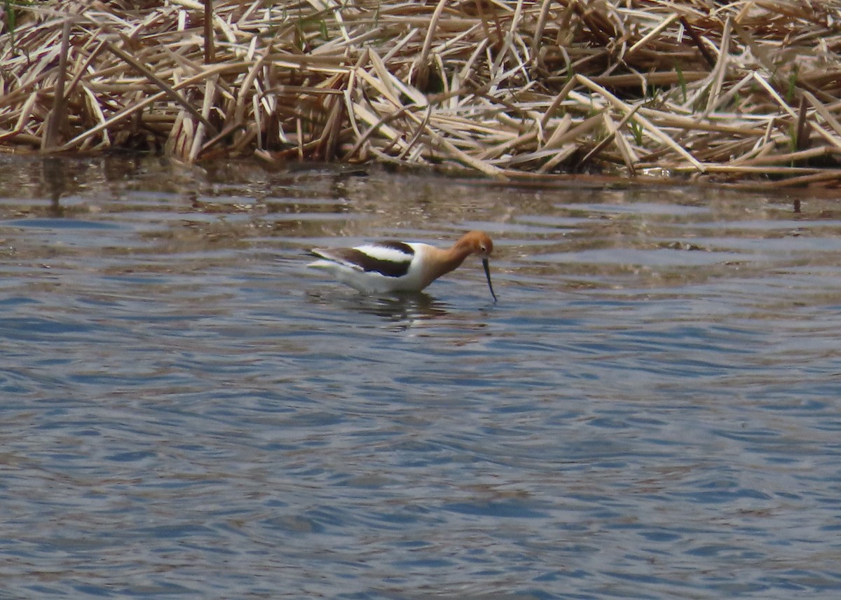 American Avocet - Violet Kosack