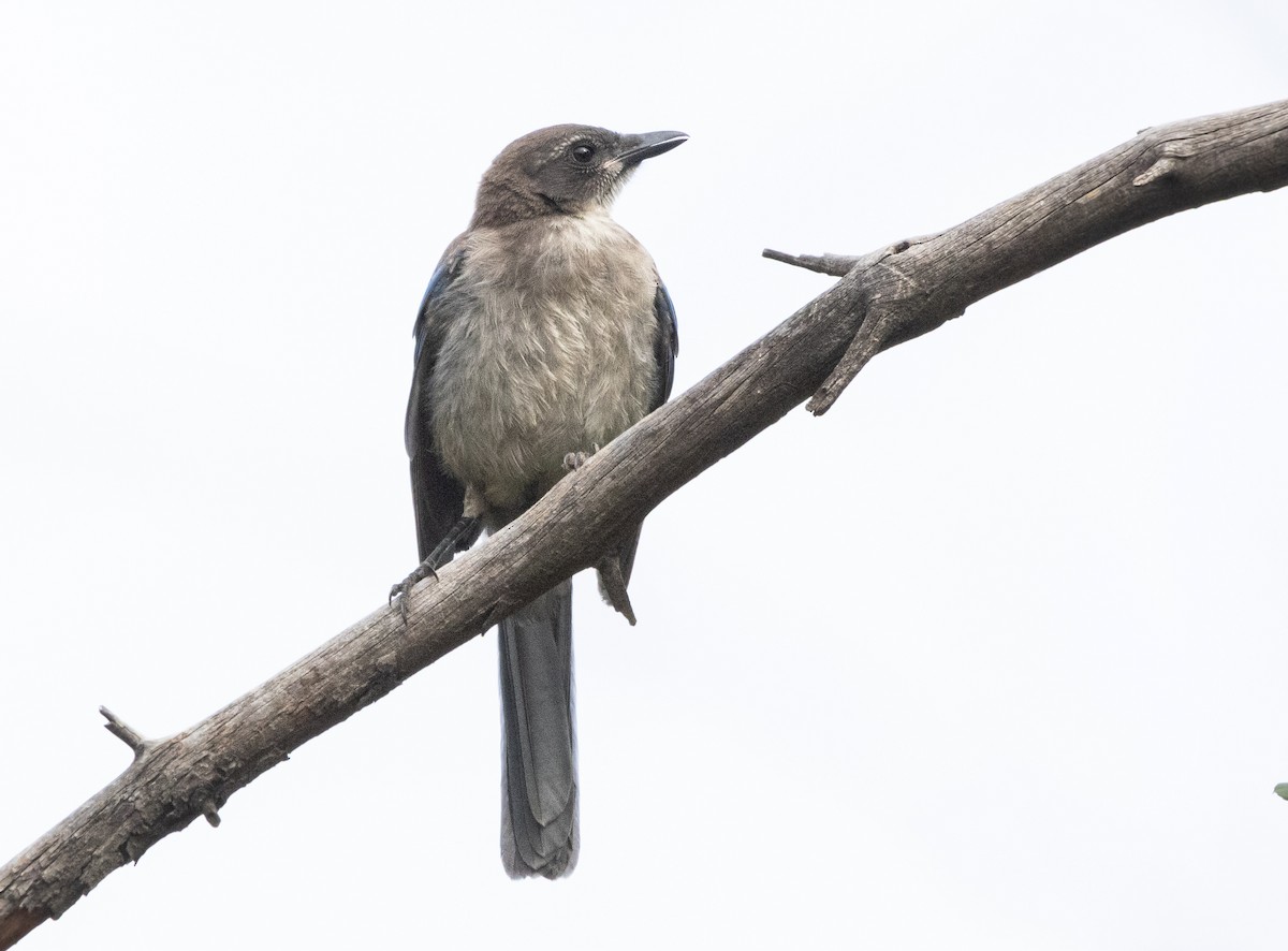 California Scrub-Jay - Timothy Aarons