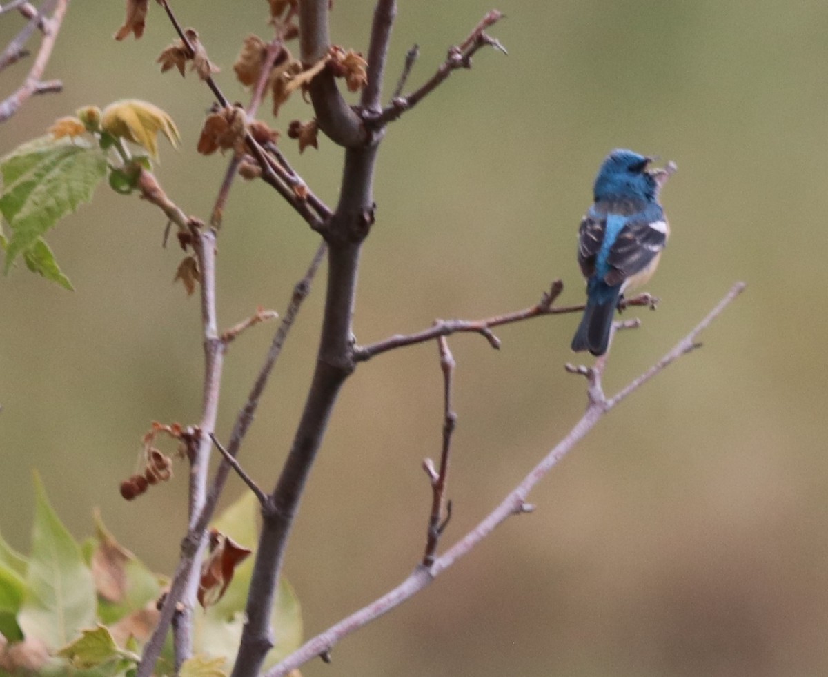 Lazuli Bunting - Chris Overington