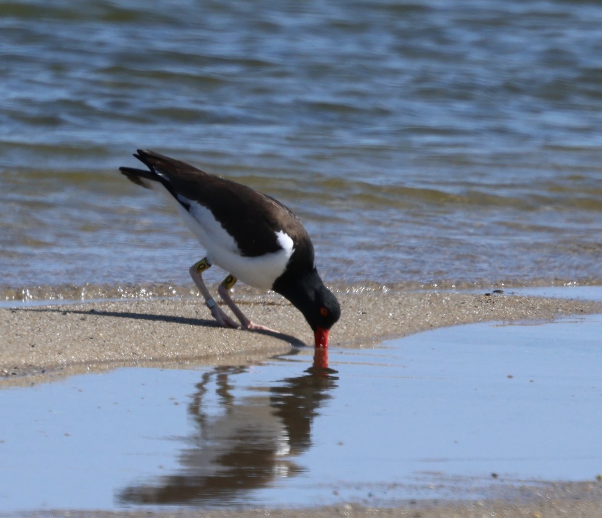 American Oystercatcher - burton balkind