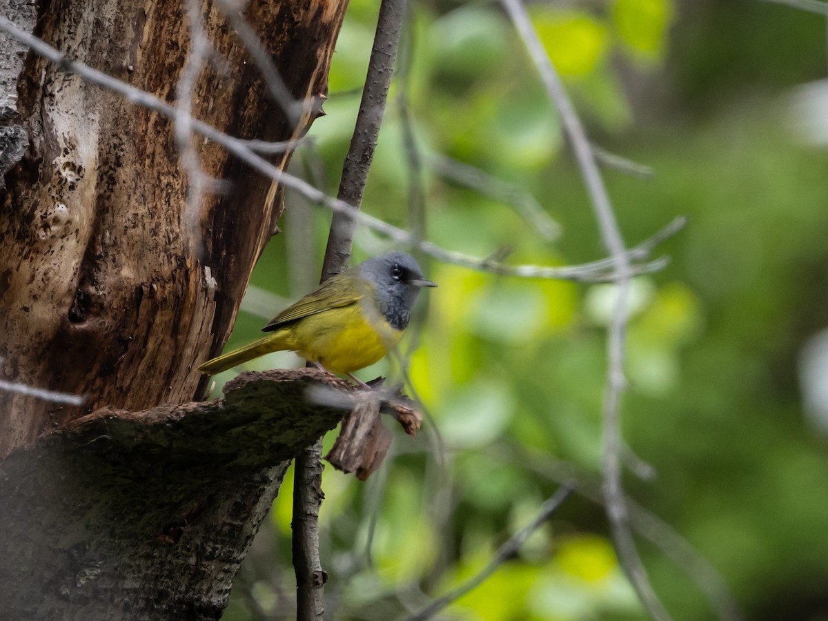 MacGillivray's Warbler - Nancy Schutt