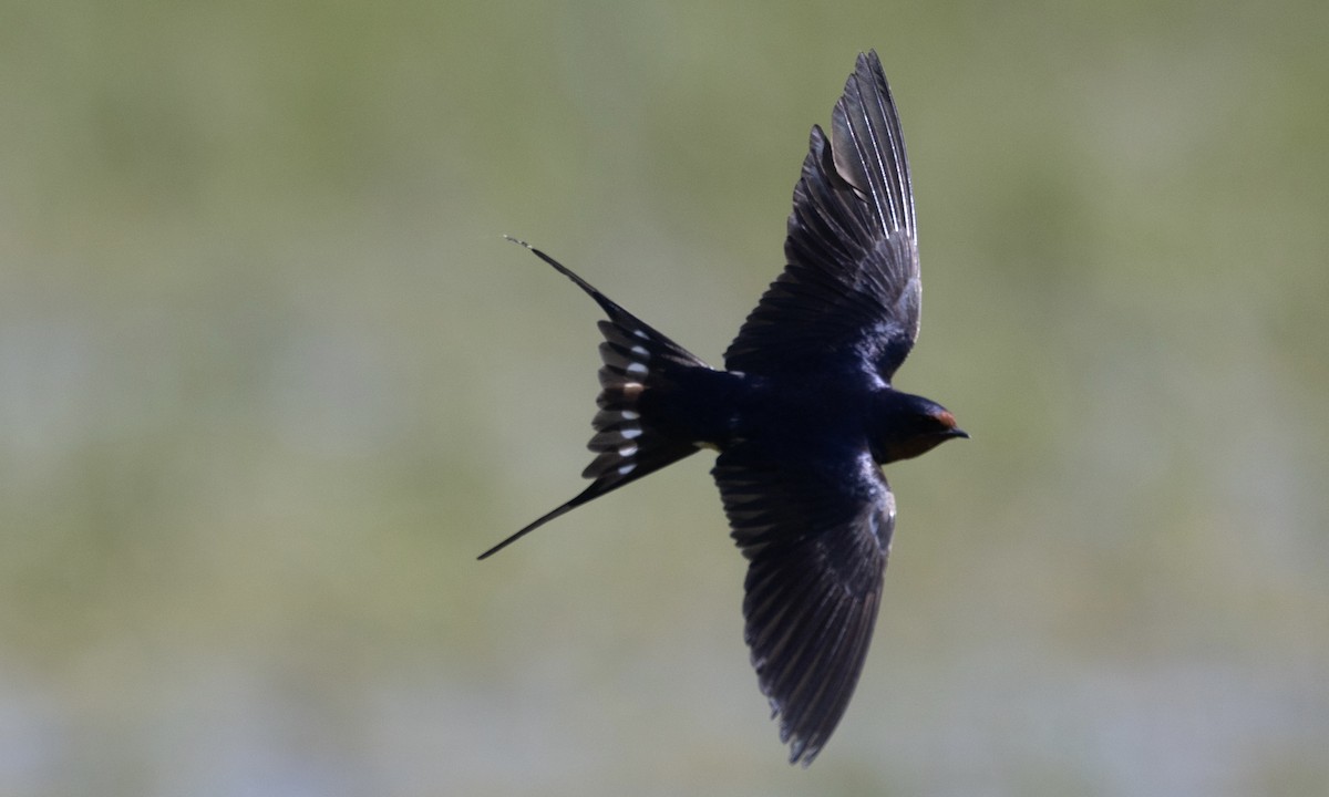 Barn Swallow - Ben Loehnen