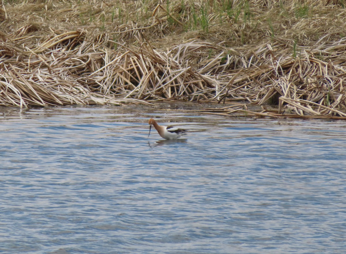 American Avocet - Violet Kosack