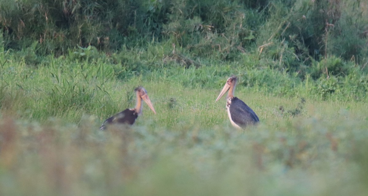 Lesser Adjutant - ML619598778