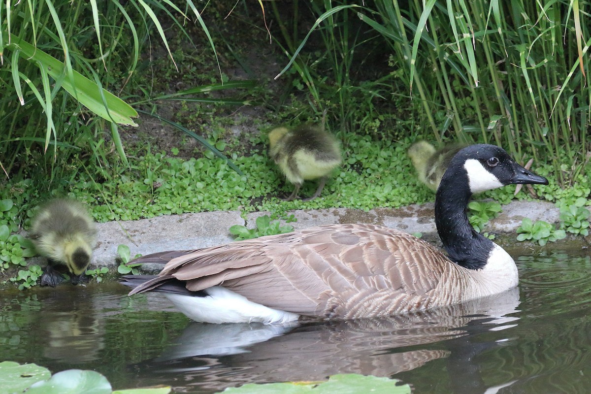 Canada Goose - Jeffrey Fenwick