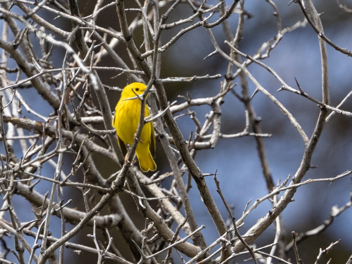 Yellow Warbler - Nancy Schutt
