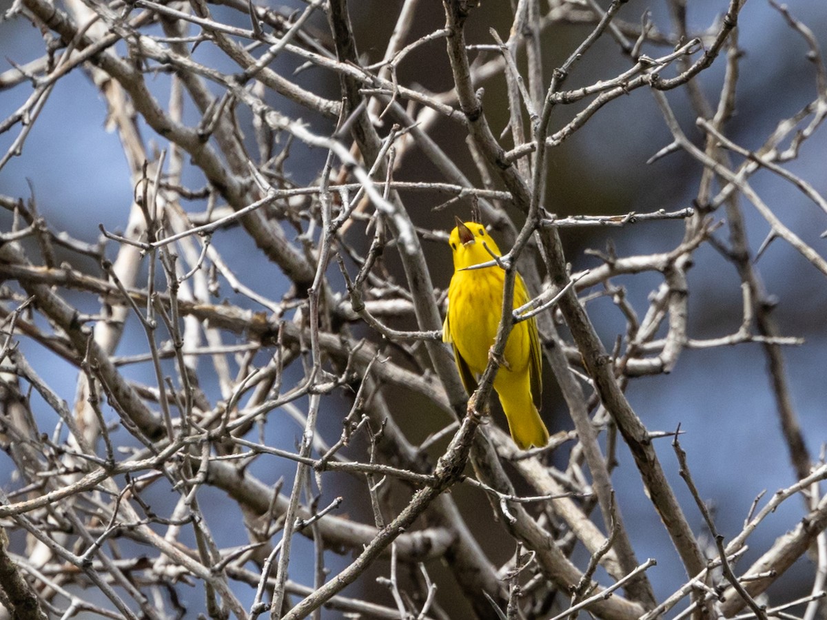 Yellow Warbler - Nancy Schutt