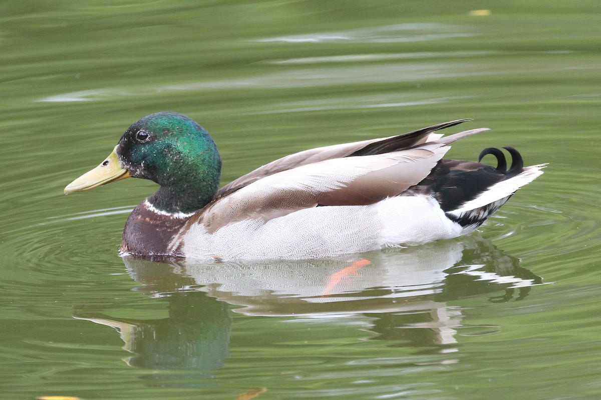 Mallard - Jeffrey Fenwick