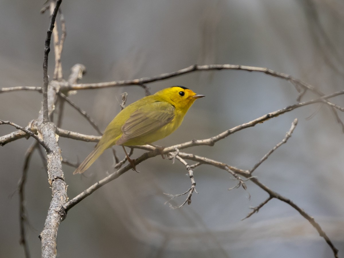 Wilson's Warbler - Nancy Schutt