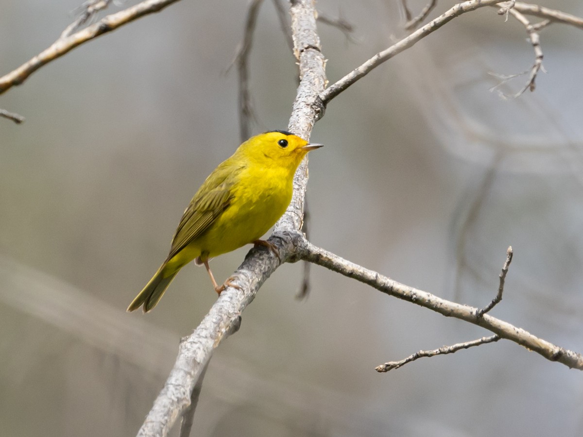 Wilson's Warbler - Nancy Schutt