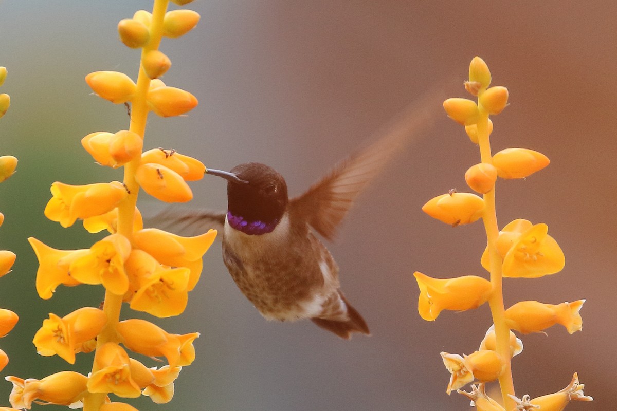 Black-chinned Hummingbird - Jeffrey Fenwick