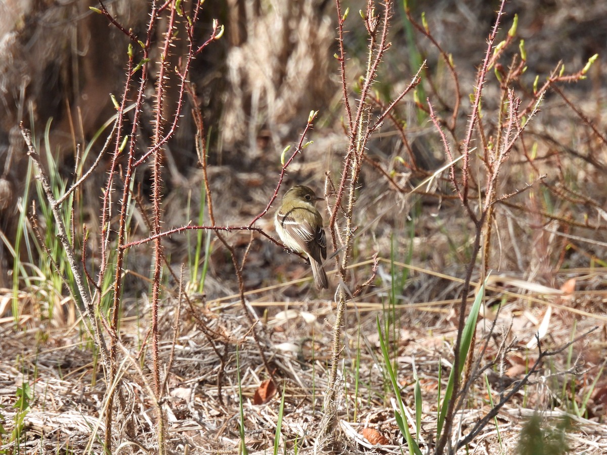 Empidonax sp. - Lara Fitzpatrick