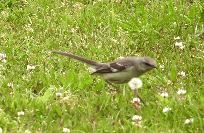 Northern Mockingbird - ML619598793