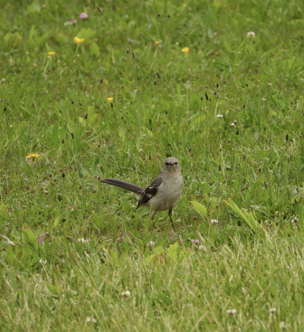 Northern Mockingbird - kath osullivan