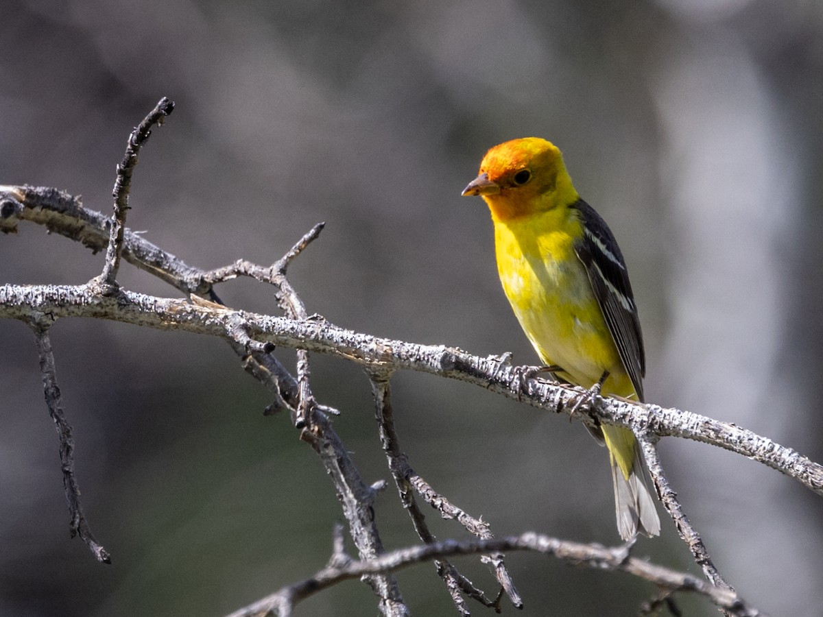 Western Tanager - Nancy Schutt